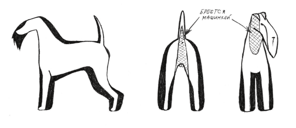 Схема стрижки русского черного терьера